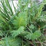 Pedicularis ascendens Leaf