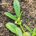 Limeum viscosum Leaf