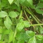 Cleome rutidosperma ഫലം