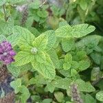 Teucrium hircanicum Leaf