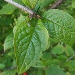 Cotoneaster bullatus পাতা