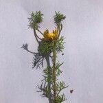 Jacobaea delphiniifolia 花
