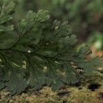 Polyphlebium borbonicum Leaf