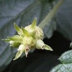 Lantana camara Fruit