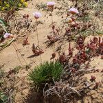 Armeria pungens Hábito