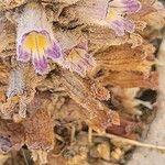 Orobanche ludoviciana Blomst