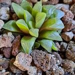 Haworthia mutica Hoja