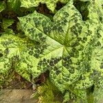 Podophyllum cv. 'Kaleidoscope' Folha