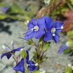 Veronica fruticans फूल