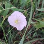 Convolvulus arvensisFlower