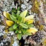 Cerastium alpinum Blad