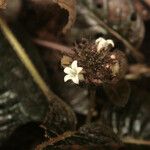 Psychotria ulviformis പുഷ്പം