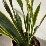 Sansevieria trifasciataBloem