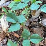 Rubus trivialis Blad