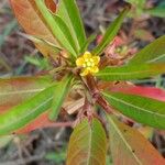 Ludwigia hyssopifolia Virág