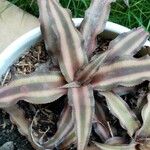 Cryptanthus bivittatus Blad