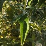 Buddleja albiflora Ліст