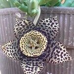 Orbea variegata 花