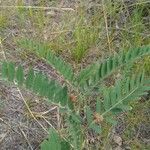 Astragalus canadensis 葉