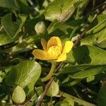 Ranunculus alismifolius 花