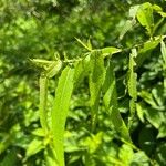 Salix nigra Leaf