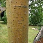 Acer stachyophyllum 樹皮