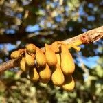 Piliostigma thonningii Fruit