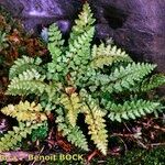 Woodsia alpina Hábito