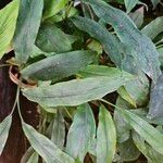 Zingiber officinale Leaf