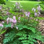 Dicentra formosa Flor