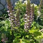Acanthus hungaricus Blüte