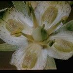 Frasera speciosa Λουλούδι