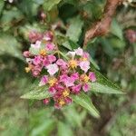 Malpighia glabra Flower