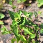 Ageratina adenophora Blüte