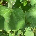 Triumfetta semitriloba Hoja