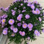 Symphyotrichum dumosum പുഷ്പം