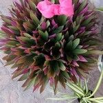 Tradescantia spathacea പുഷ്പം