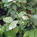 Elaeagnus macrophylla List