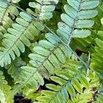 Dryopteris erythrosora 葉