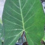 Xanthosoma violaceum Leaf