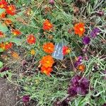 Cosmos sulphureus Flower