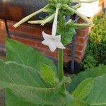 Nicotiana sylvestris Blomst