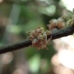 Myrsine modesta Flower