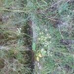 Pimpinella saxifragaBlomma