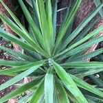 Yucca elephantipes Leaf