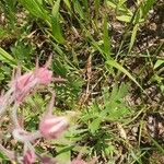 Geum triflorum Leaf