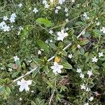 Buchozia japonica Blüte
