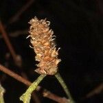 Betula chichibuensis Flower