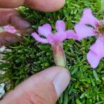 Saponaria pumila Flower