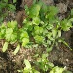 Coriandrum sativum Φύλλο